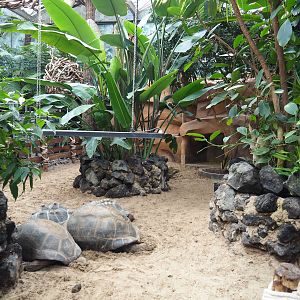Part of Aldabra giant tortoise paddock, 2022-09-15