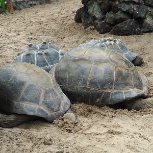 Aldabra giant tortoises (Aldabrachelys gigantea gigantea), 2022-09-15