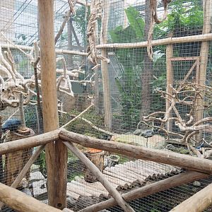 Palm cockatoo aviary, 2022-09-14