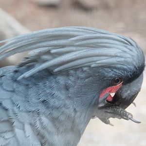 Palm cockatoo (Probosciger aterrimus), 2022-09-14