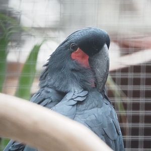 Palm cockatoo (Probosciger aterrimus), 2022-09-14