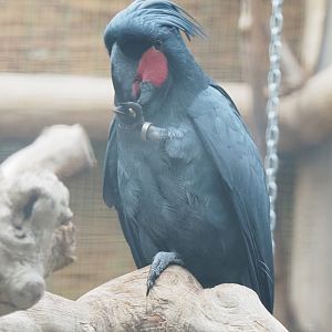 Palm cockatoo (Probosciger aterrimus), 2022-09-14