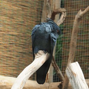 Palm cockatoo (Probosciger aterrimus), 2022-09-15