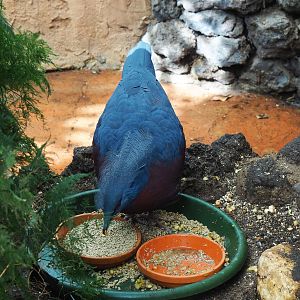 Free-ranging Sclater`s crowned-pigeon (Goura sclateri) feeding, 2022-09-14