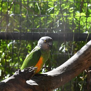 Senegal Parrot