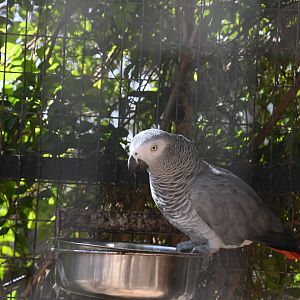 African Grey Parrot