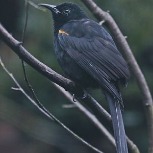 Epaulet Oriole (Icterus cayanensis), October 2022