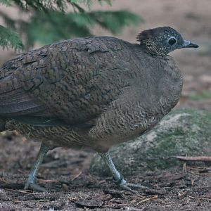 Great Tinamou (Tinamus major), October 2022