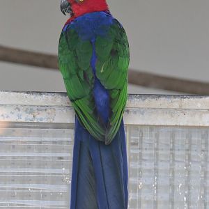 Buru King Parrot (Alisterus amboinensis buruensis), October 2022