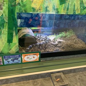 California kingsnake enclosure