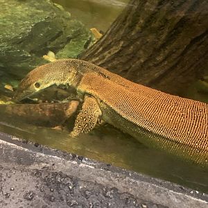 Mertens’s water monitor underwater
