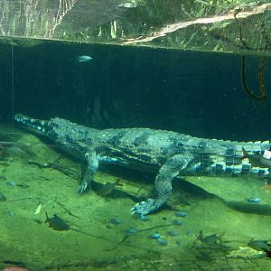 Sumpit (female False gharial)