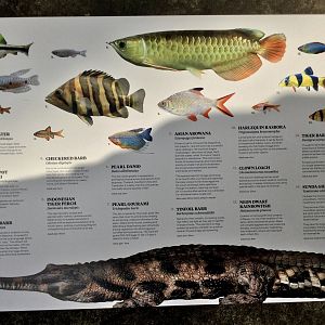 Tropical Dome - Species Board