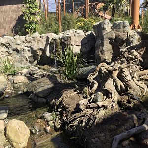 Asian Small-clawed Otter Exhibit (Tiger End)