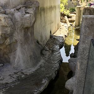 Asian Small-clawed Otter Exhibit (Water Channel)
