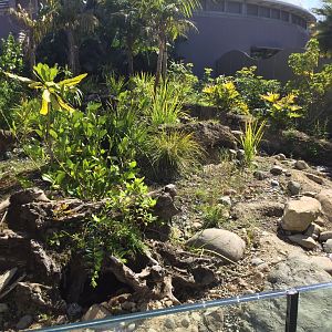 Asian Small-clawed Otter Exhibit (Tropical Dome End)