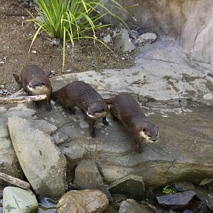 Asian Small-clawed Otter Family