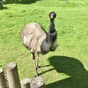 Emu (Dromaius novaehollandiae)