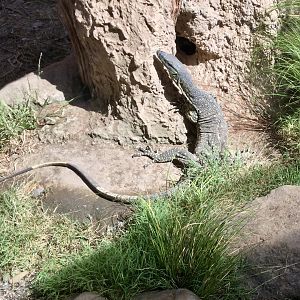 Lace monitor (Varanus varius)
