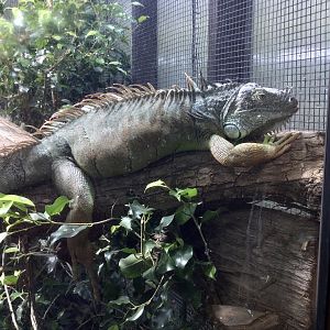 Green iguana (Iguana iguana)