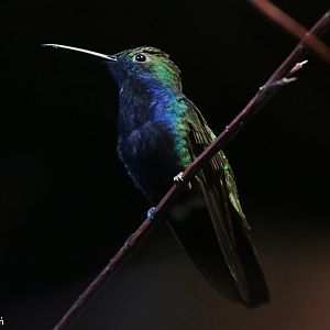 Black-throated Mango (Anthracothorax nigricollis), October 2022