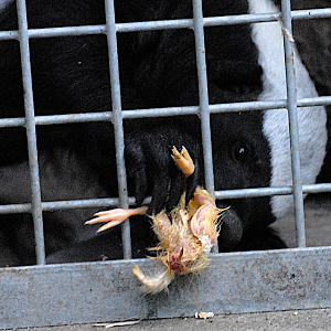 Honey Badger with chick - Wildkatzenzentrum Felidae 2022
