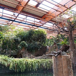 Congo Rainforest at the Afrykarium.