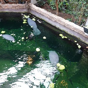 Manatee exhibit