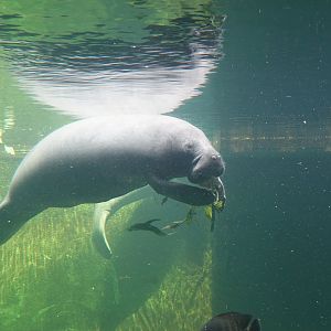 Manatee feeding time
