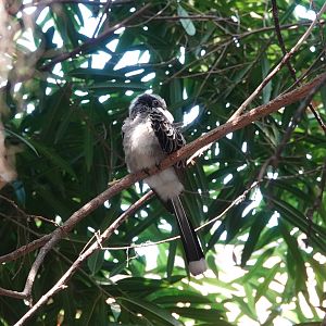 African Grey hornbill
