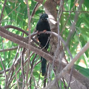 Green woodhoopoe