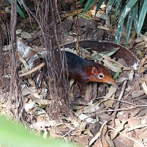 Black-and-rufous sengi