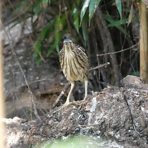 Common Little bittern