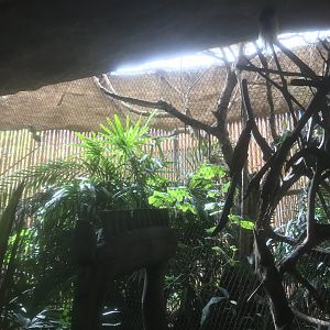 Borneo - Pesquet’s Parrot/Green-Naped Pheasant Pigeon/Lesser BoP/Wompoo Fruit Dove Exhibit