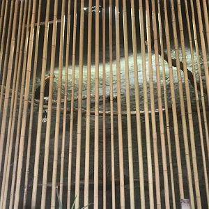 Borneo - Rhinoceros Hornbill/Malay Great Argus Exhibit