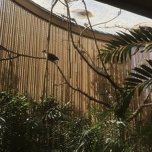 Borneo - Blyth’s Hornbill/Western Crowned Pigeon Exhibit