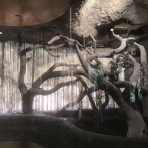 Borneo - Matschie’s Tree Kangaroo Exhibit