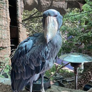 Shoebill Stork
