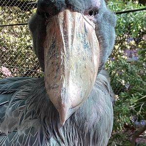 Shoebill Stork