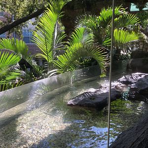 Borneo - Little Blue Penguin Exhibit