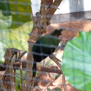 Schalow's turaco
