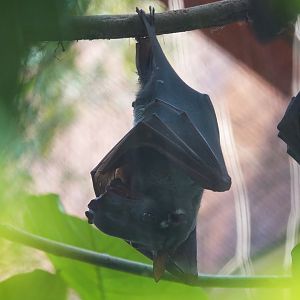 Hammerhead bat (male)
