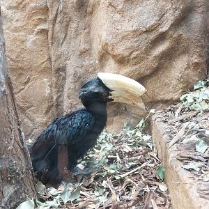 Black hornbill