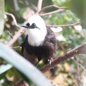Sumatran laughingthrush