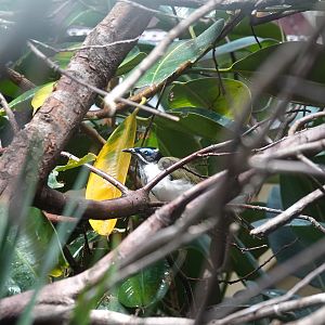 Blue-faced honeyeater