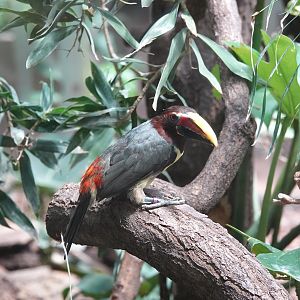 Green aracari