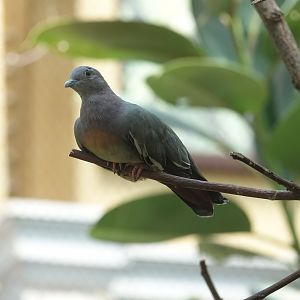 Pink-necked green-pigeon