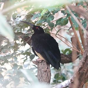 Twelve-wired bird-of-paradise