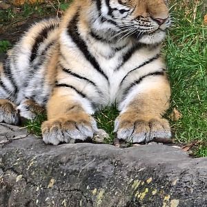 Siberian tiger cub