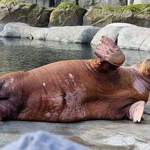 Pacific walrus feeding